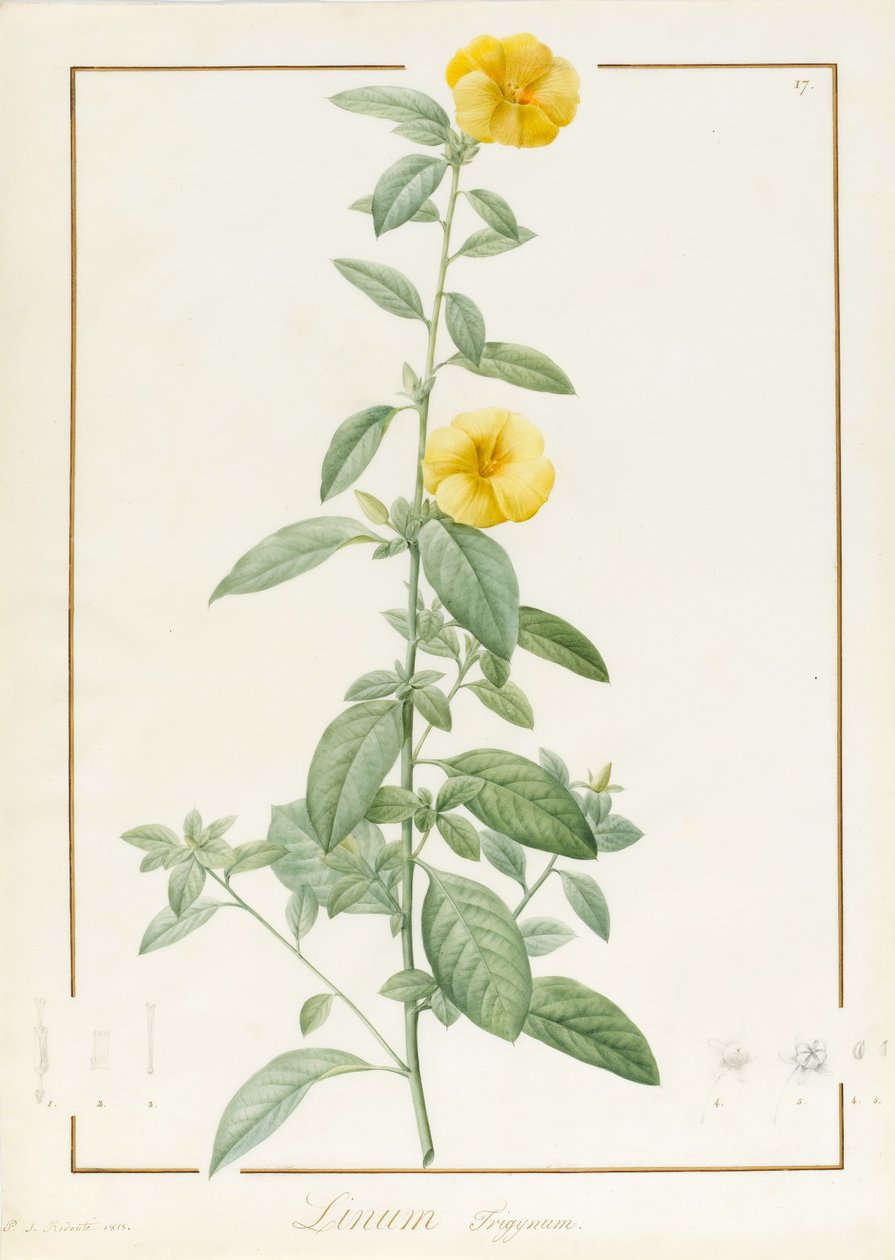 लिनियम ट्रिगिनम, 1813 (वेल्लम पर ग्रेफाइट के निशान पर wc और bodycolour) द्वारा पियरे जोसेफ रेडाउट