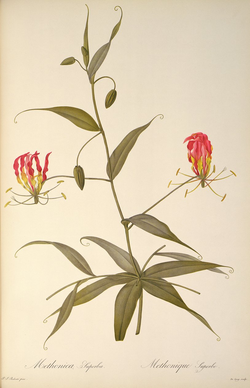 मेथोनिका सुपरबा, `लेस लिलियास &39;से, 1809 द्वारा पियरे जोसेफ रेडाउट