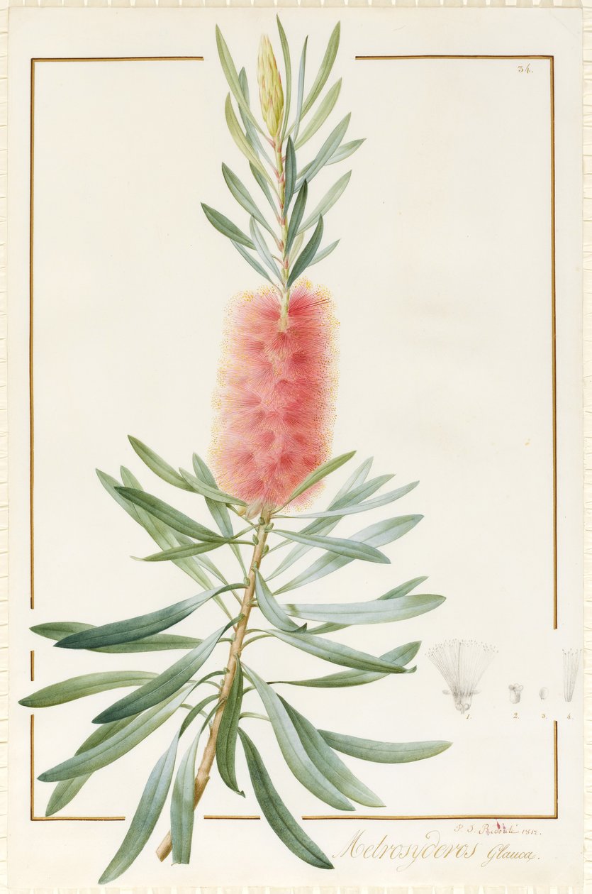 Metrosyderos Glauca, 1812 (वेल्लम पर ग्रेफाइट पर wc और बॉडीकोल) द्वारा पियरे जोसेफ रेडाउट