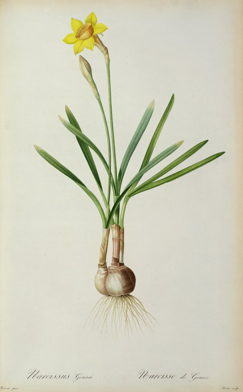 Narcissus Gouani, `Les Liliacees’ से, 1805 द्वारा पियरे जोसेफ रेडाउट
