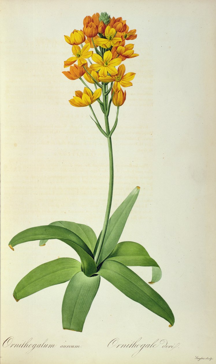 Muscari नारंगी, `लेस liliacees से &39; द्वारा पियरे जोसेफ रेडाउट
