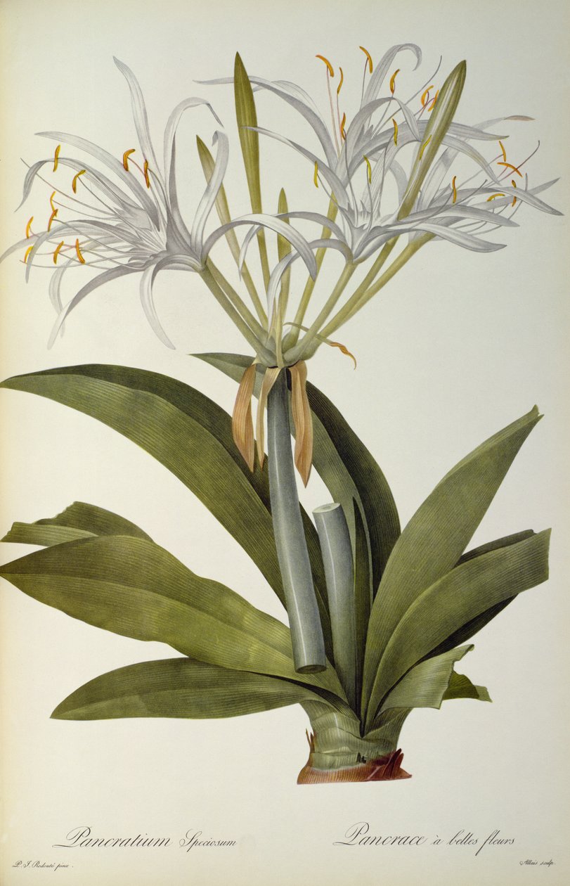 कासनी निष्पक्ष, `लेस Liliacearum, 1806 से द्वारा पियरे जोसेफ रेडाउट