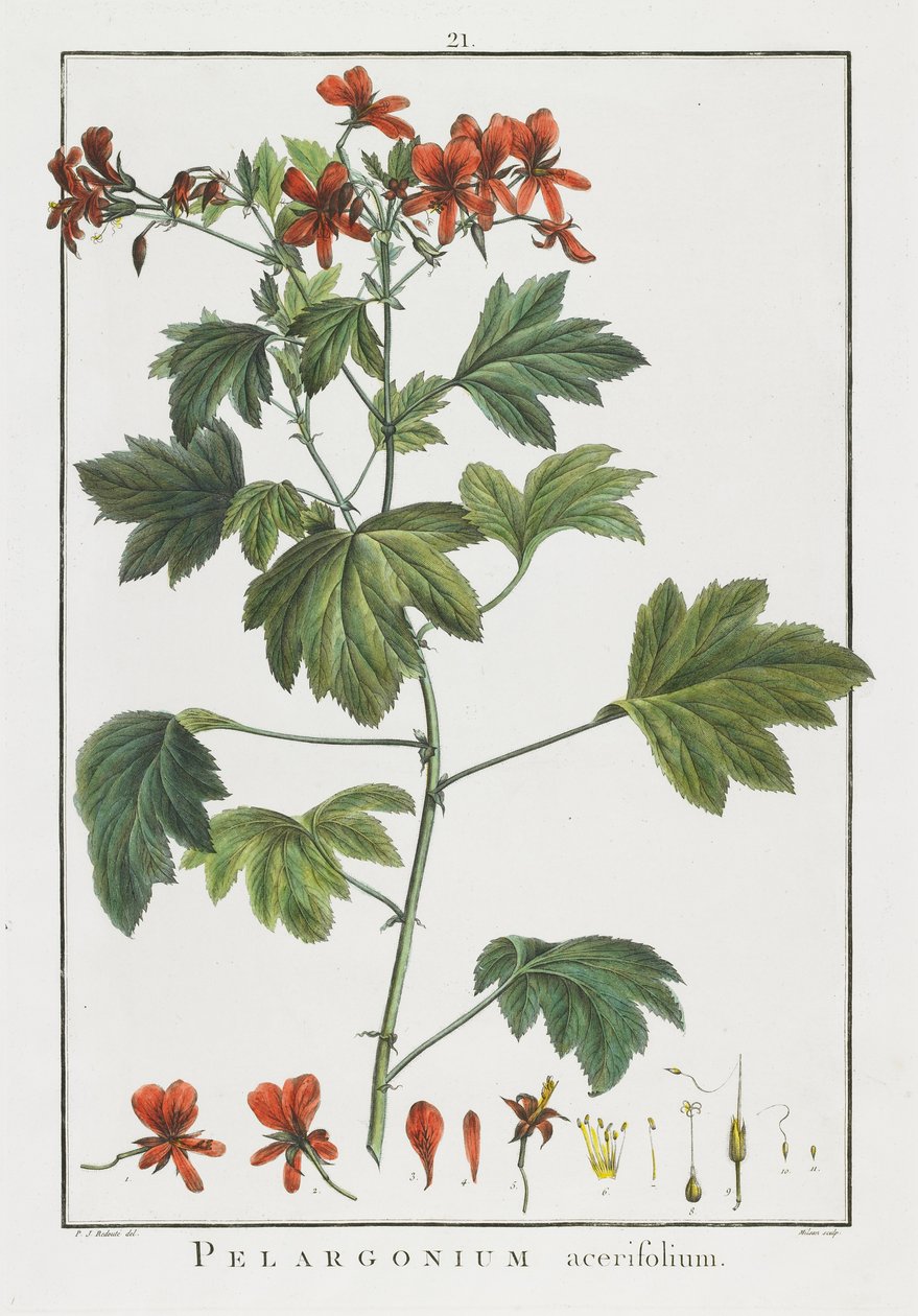 पैलार्गोनियम acerifolium, Geraniologia, या घंटे, PELARGONII से, Monsoniae Grielum इतिहास माउस वर्णन करने के लिए, 1787-1788 द्वारा पियरे जोसेफ रेडाउट