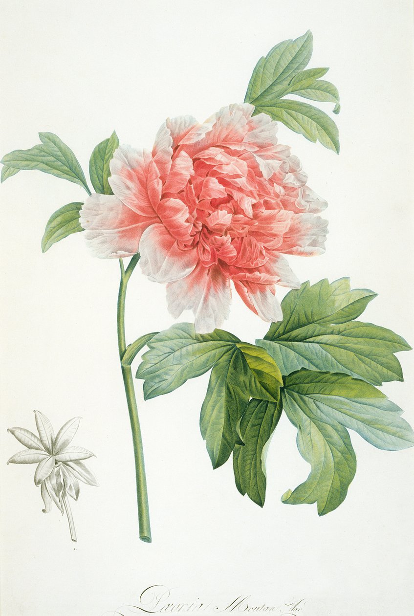 Peony, 1799 (कलर स्टिपल प्रिंट) द्वारा पियरे जोसेफ रेडाउट