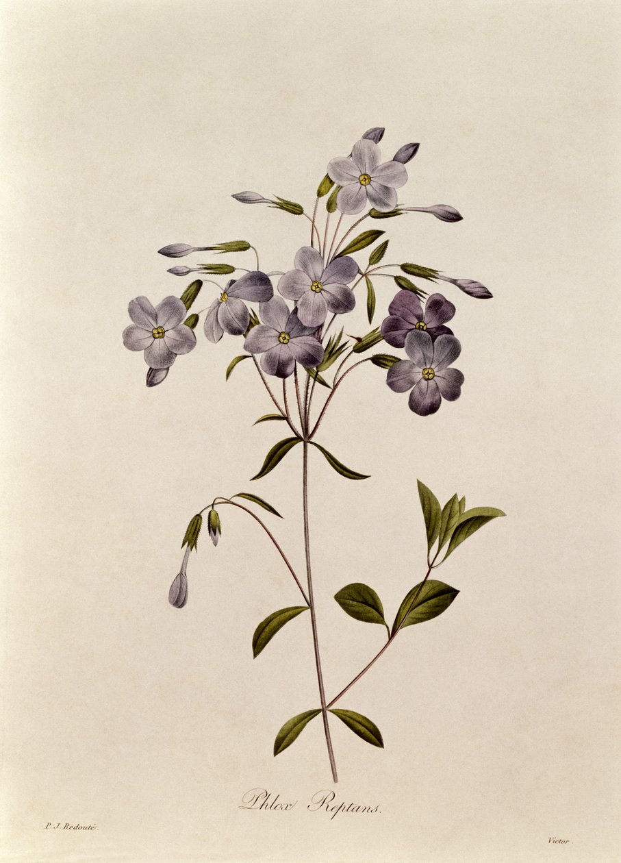 Phlox reptans द्वारा पियरे जोसेफ रेडाउट