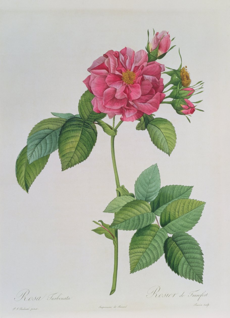 रोजा टर्बिनाटा, लेस रोजेज, वॉल्यूम 1, 1817 से द्वारा पियरे जोसेफ रेडाउट