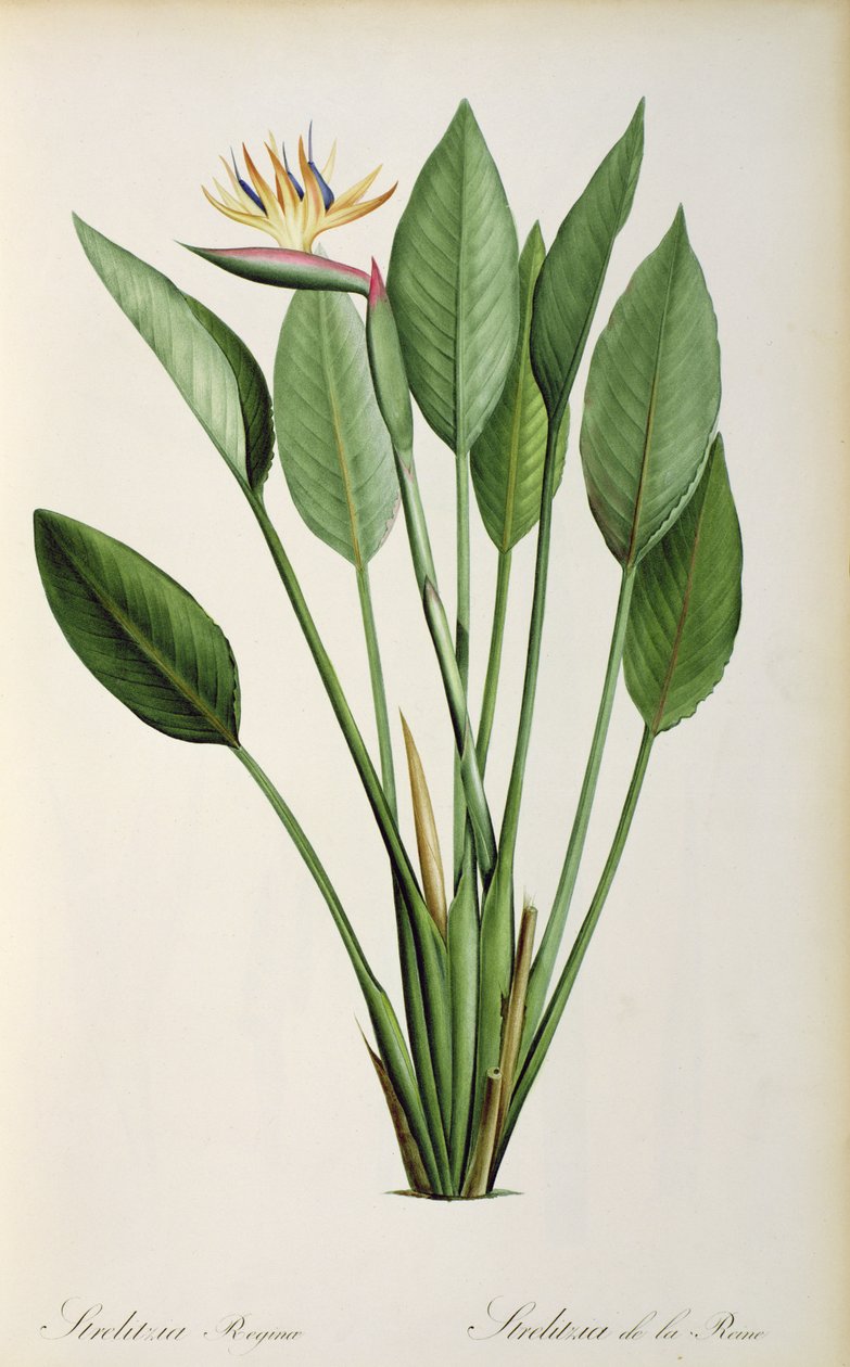 Strelitzia "लेस Strelitziaceae से &39; द्वारा पियरे जोसेफ रेडाउट