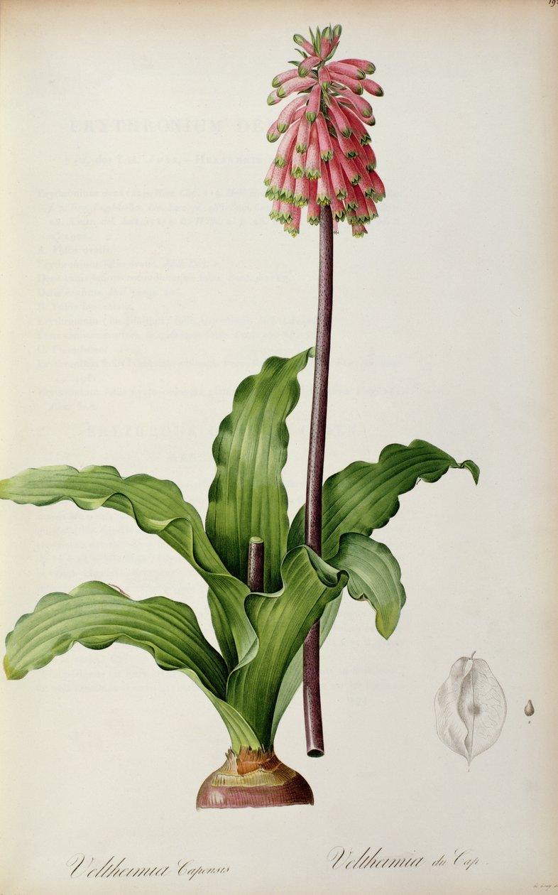 वेल्टिमिया कैपेंसिस, `लेस लिलियास &39;से, c.1805 द्वारा पियरे जोसेफ रेडाउट