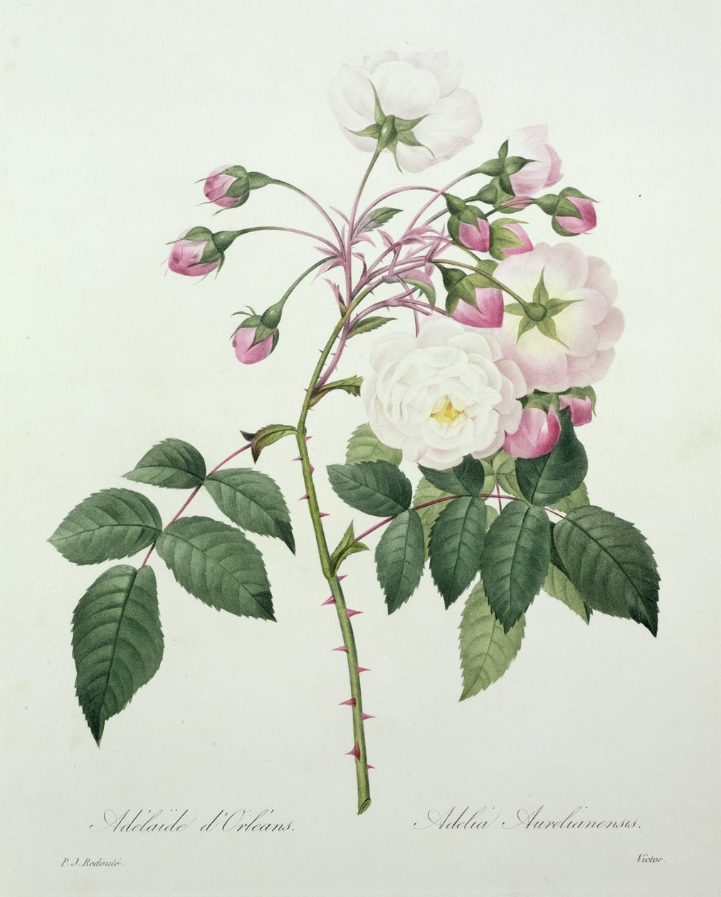 1827 के &39;द चॉइस ऑफ़ द मोस्ट ब्यूटीफुल फ्लावर्स&39; में विक्टर द्वारा उकेरी गई एडेलिया ऑरेलिएन्सिस द्वारा पियरे जोसेफ रेडाउट
