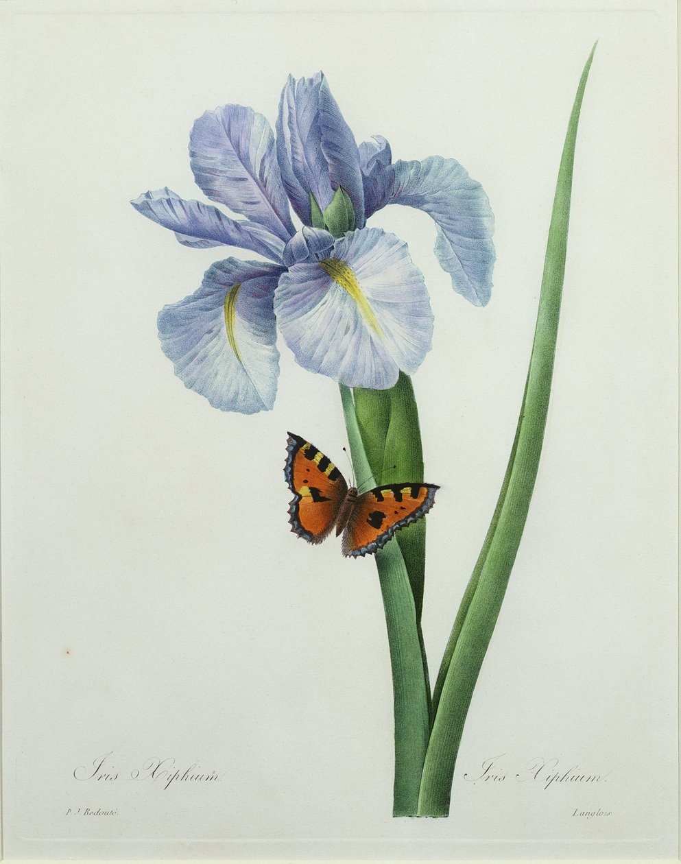 आइरिस xiphium, लैंग्लिस द्वारा उत्कीर्ण, &39;सबसे सुंदर फूलों की पसंद&39; से, 1827 द्वारा पियरे जोसेफ रेडाउट