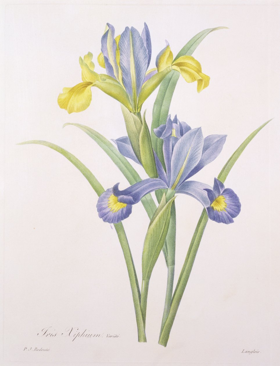 आइरिस xiphium, विविधता, लैंग्लिस द्वारा उत्कीर्ण, &39;सबसे सुंदर फूलों की पसंद&39; से, 1827 द्वारा पियरे जोसेफ रेडाउट