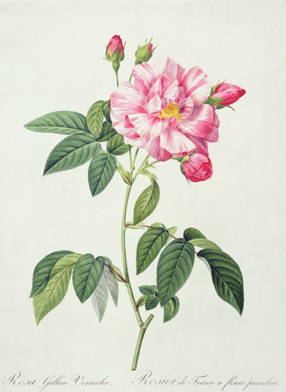 लोसलिस द्वारा उत्कीर्ण रोजा गैलिका वर्सीकोलर (फ्रेंच गुलाब), 1817-24 (रंगीन जलीय) द्वारा पियरे जोसेफ रेडाउट