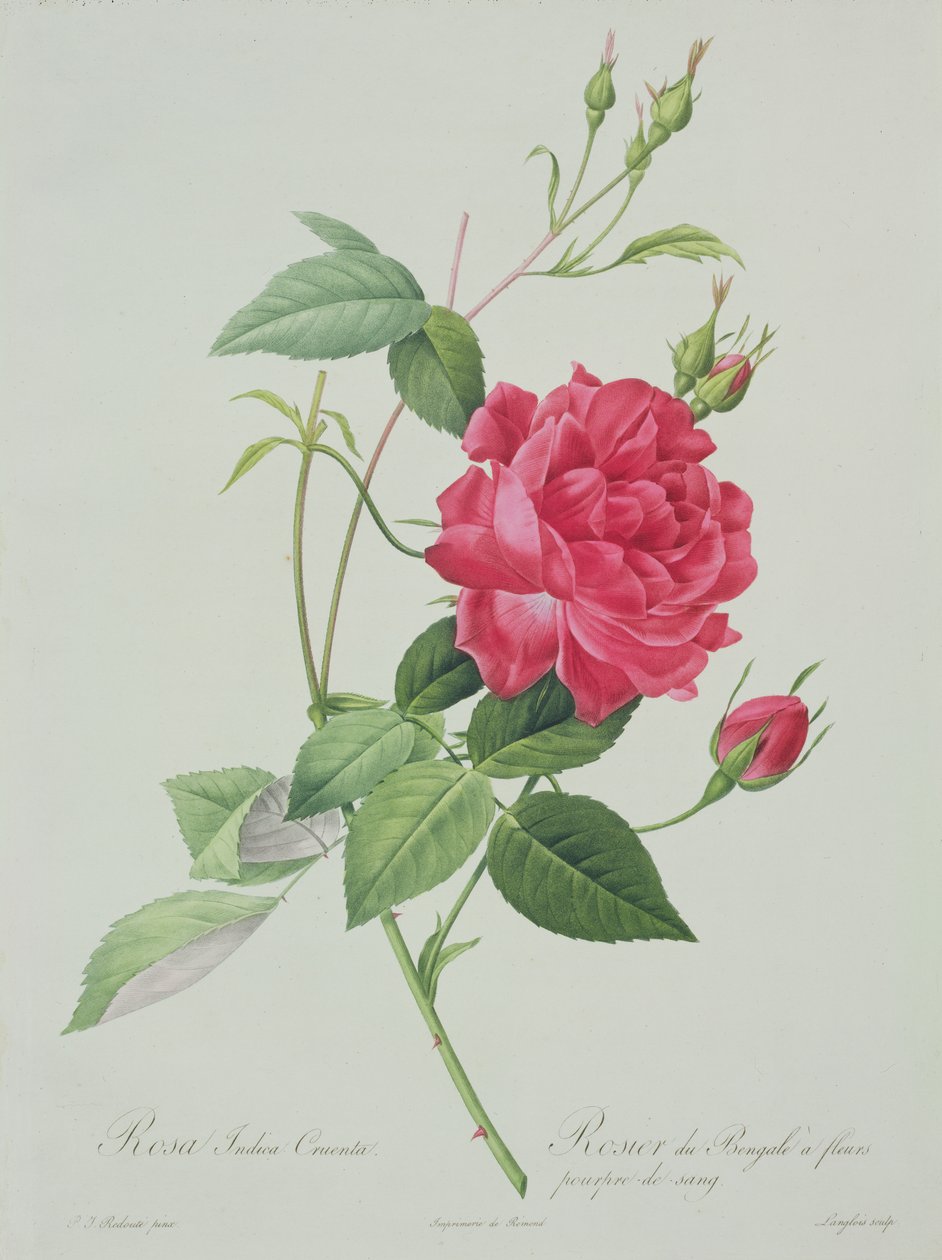Ros लेस रोज़े ’, 1817-24 (रंगीन एक्वाटिंट) से लैंग्लिस द्वारा उकेरा गया रोसा इंडिका क्रूंटा (रक्त-लाल बंगाल गुलाब) द्वारा पियरे जोसेफ रेडाउट