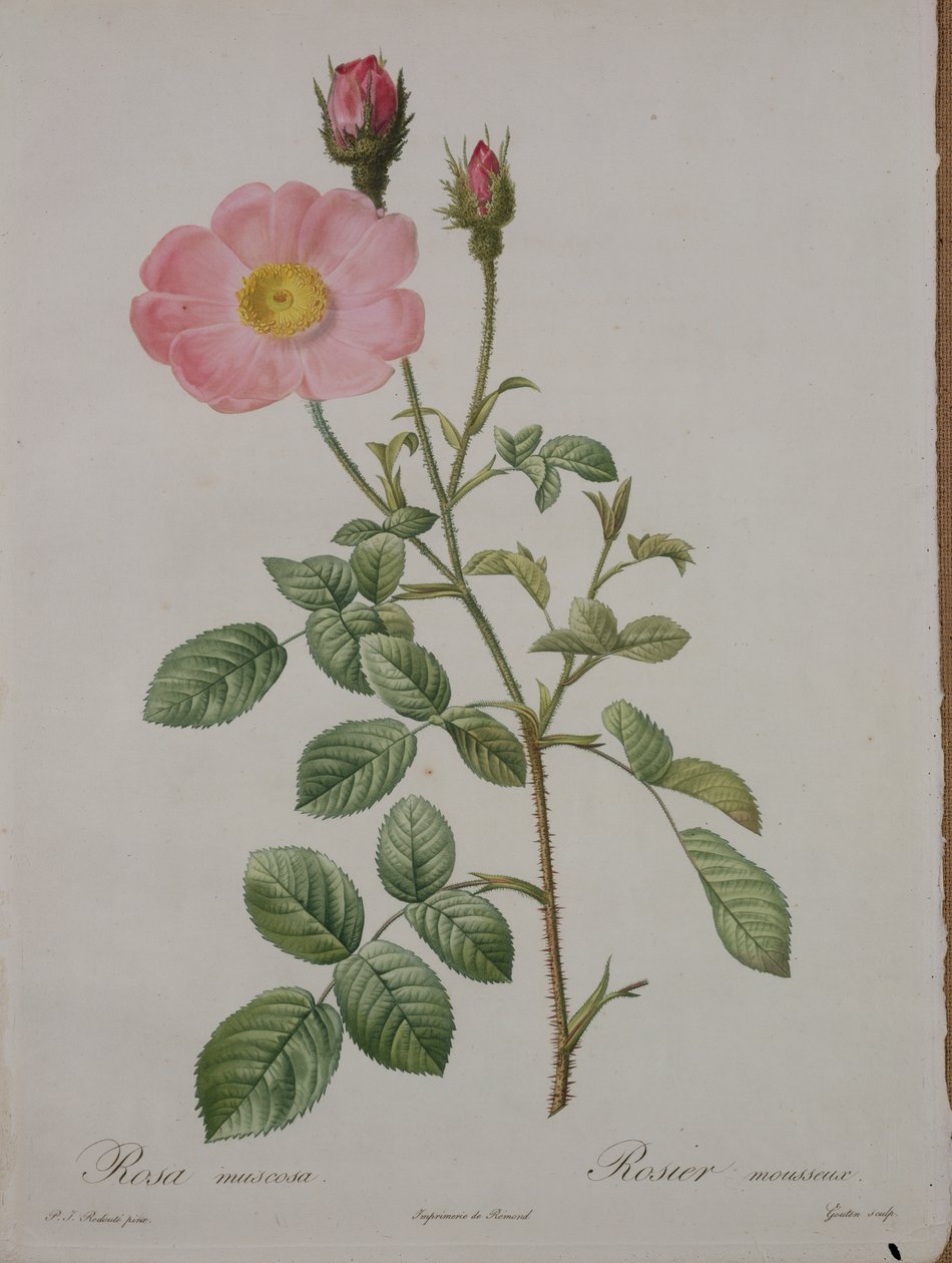 रोसा मुस्कोसा (मॉस गुलाब), गौटन द्वारा उत्कीर्ण, &39;लेस रोजेज&39;, 1817-24 (रंगीन एक्वाटिंट) द्वारा पियरे जोसेफ रेडाउट