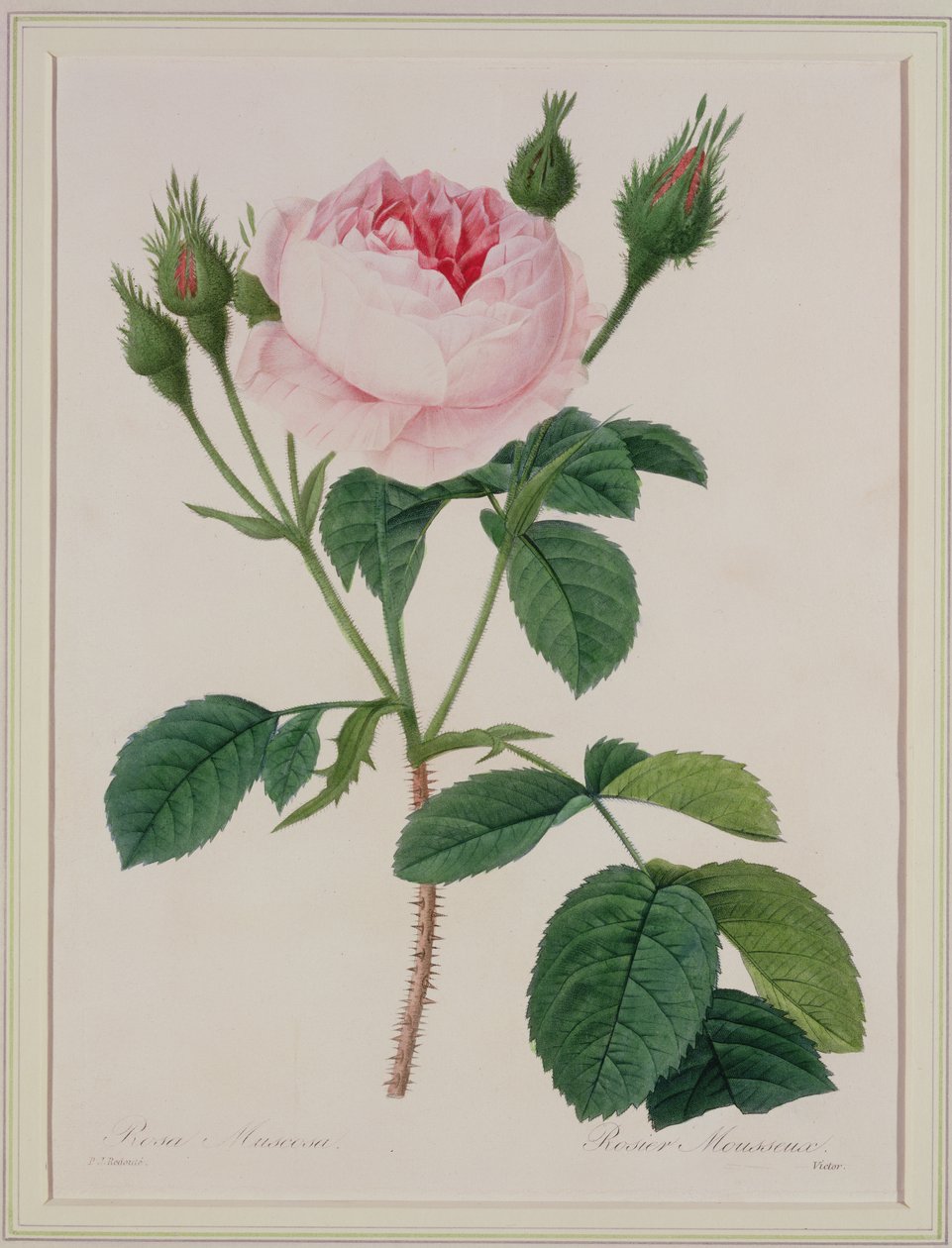 रोजा मस्कोसा (गुलाबी काई), 1827 के &39;चॉइस ऑफ द मोस्ट ब्यूटीफुल फ्लावर्स&39; से विक्टर द्वारा उकेरा गया द्वारा पियरे जोसेफ रेडाउट