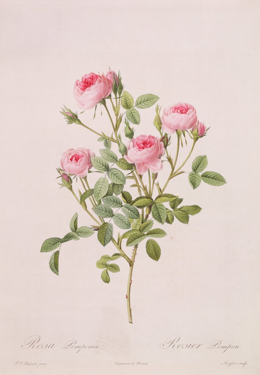 रोजा पोम्पोनिया, लैंग रोज़िस से उत्कीर्ण, 1817-24 (रंगीन एक्वाटिंट) द्वारा पियरे जोसेफ रेडाउट