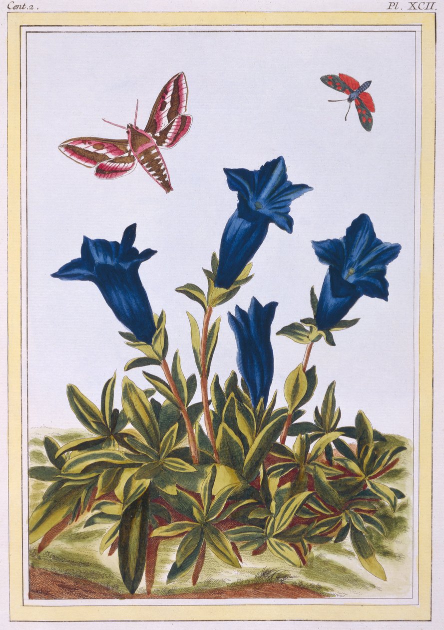 ब्लू जेंटियन (ट्रम्पेट फ्लावर), c.1776 (हाथ से रंगा हुआ उत्कीर्णन) द्वारा पियरे जोसेफ बुकोज़ो