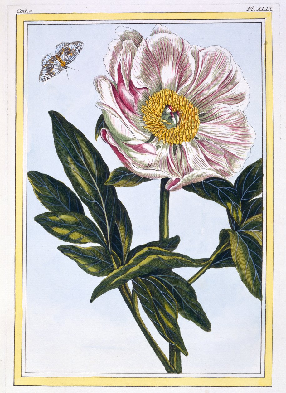मांस का रंग आम Peony, c.1766 (हाथ से रंगीन उत्कीर्णन) द्वारा पियरे जोसेफ बुकोज़ो
