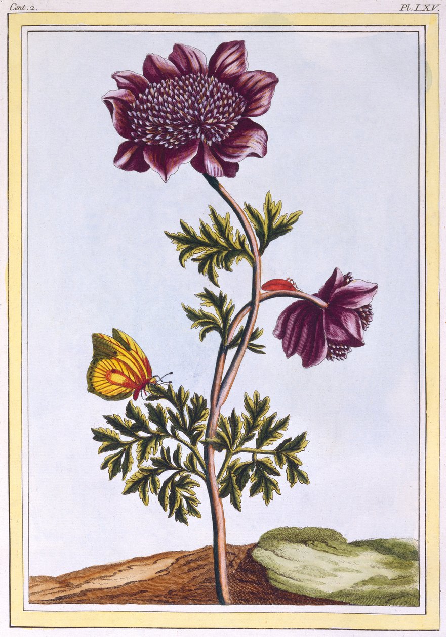 गार्डन एनीओम (विंडफ्लावर), c.1776 (हाथ से रंग की नक्काशी) द्वारा पियरे जोसेफ बुकोज़ो