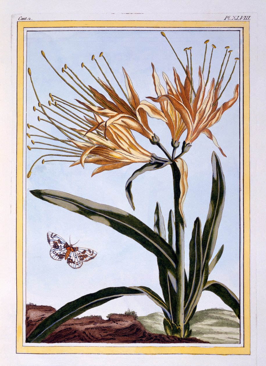 लिली, c.1766 (हाथ से सजी रंग की नक्काशी) द्वारा पियरे जोसेफ बुकोज़ो