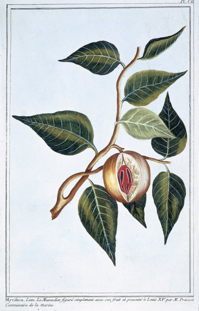 जायफल, प्लेट 7, &39;संग्रह Precieuse et Enluminee&39;, खंड III (रंग उत्कीर्णन) द्वारा पियरे जोसेफ बुकोज़ो