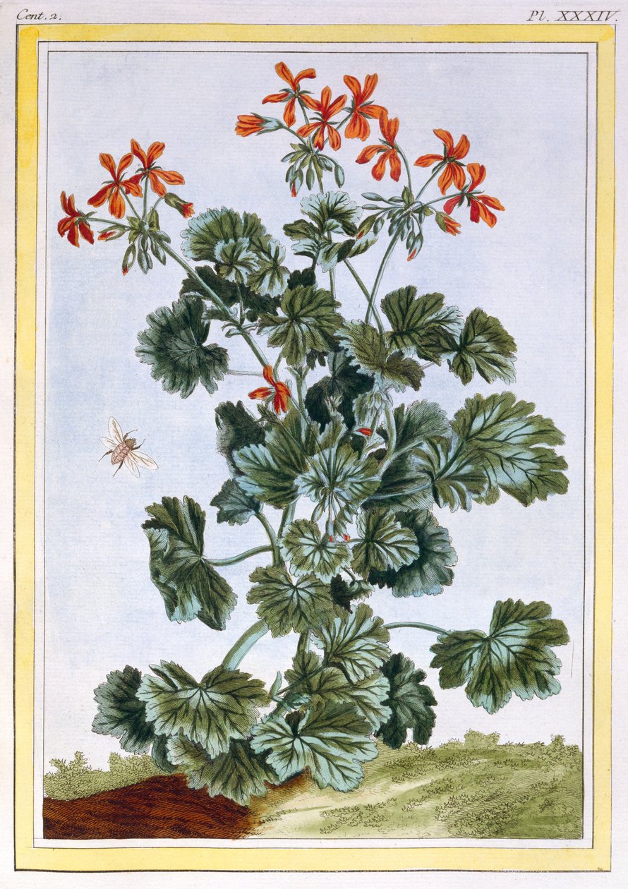 पीले फूल वाले क्रैंसबिल, c.1776 (हाथ से रंग की नक्काशी) द्वारा पियरे जोसेफ बुकोज़ो