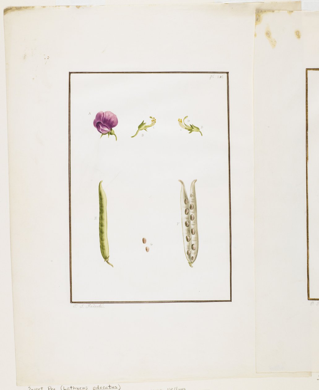 वानस्पतिक विच्छेदन: मीठे मटर (लेथिरस गंध), c.1778-90 (कागज पर डब्ल्यूसी und ग्रेफाइट) द्वारा पियरे जोसेफ रेडाउट