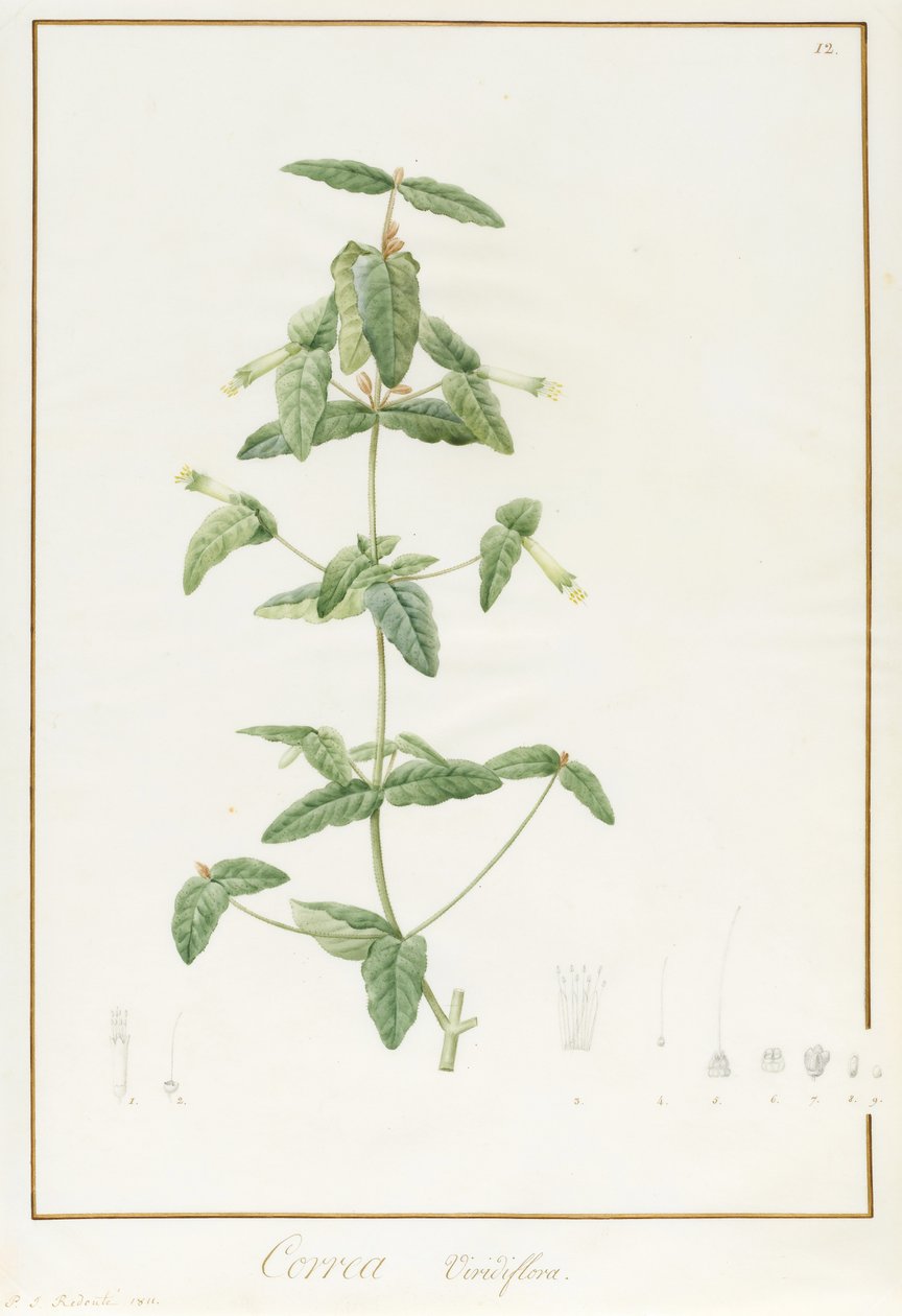 Correa Vieisiflora, 1811 (वेल्लम पर ग्रेफाइट के निशान पर wc और bodycolour) द्वारा पियरे जोसेफ रेडाउट
