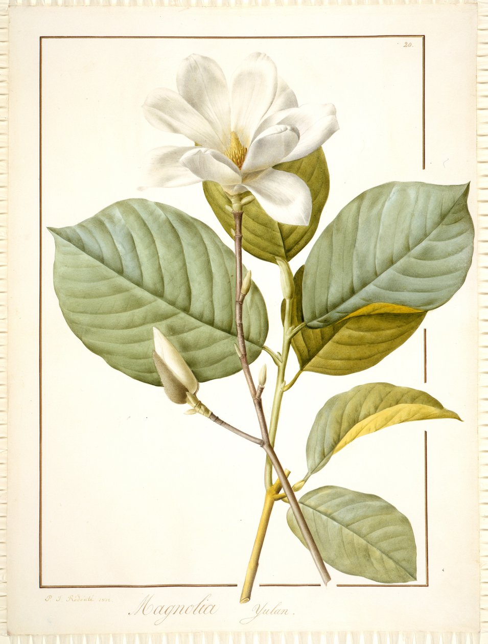मैगनोलिया यूलान, मैग्नोलिया डेनुडाटा, 1812 (डब्ल्यूसीएल पर ग्रेफाइट के निशान पर डब्ल्यूसी बॉडीकोलर द्वारा पियरे जोसेफ रेडाउट