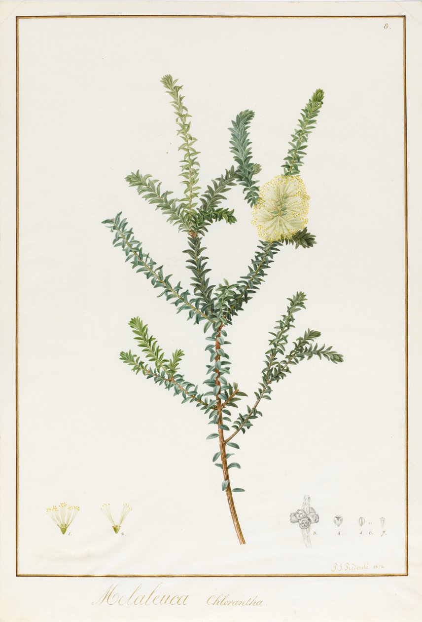 मेलेलुका क्लोरन्था, 1812 (डब्ल्यूसी और बॉडीकोल ओवर वेलीम पर ग्रेफाइट के निशान) द्वारा पियरे जोसेफ रेडाउट