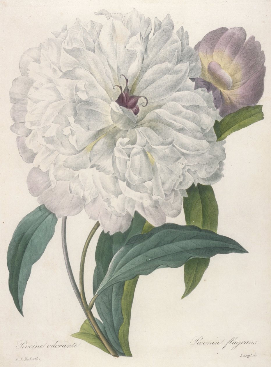 चमकती के बावजूद (Peony), 1827 द्वारा पियरे जोसेफ रेडाउट