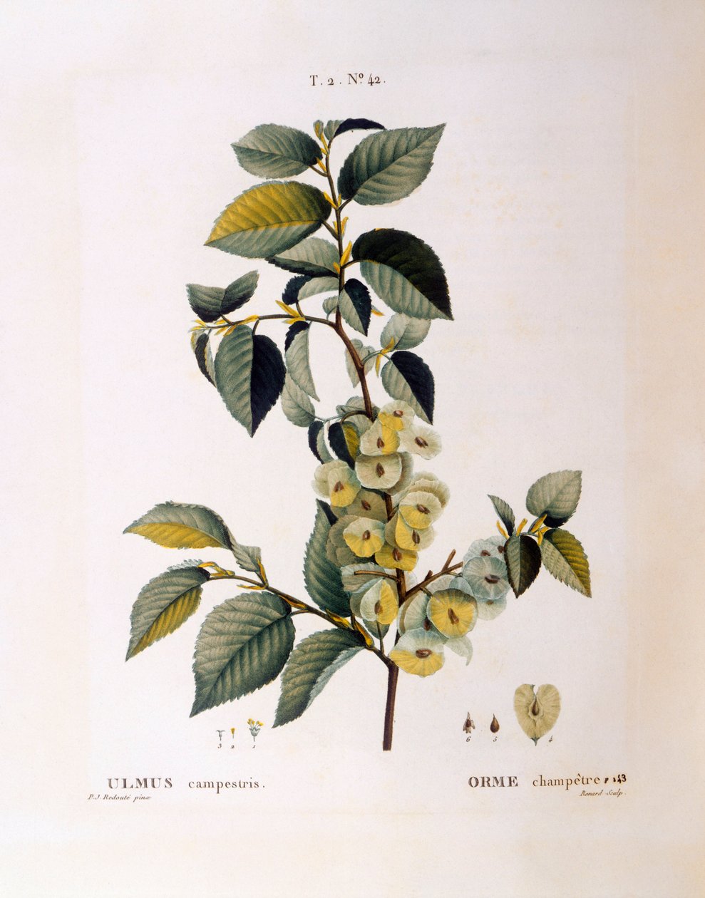 फील्ड एल्म (उल्मस कैंपेस्ट्रिस या माइनर), हेनरी लुई डुहामेल डू मोंसेउ, वानस्पतिक प्लेट द्वारा पियरे जोसेफ रेडौटे द्वारा पियरे जोसेफ रेडाउट