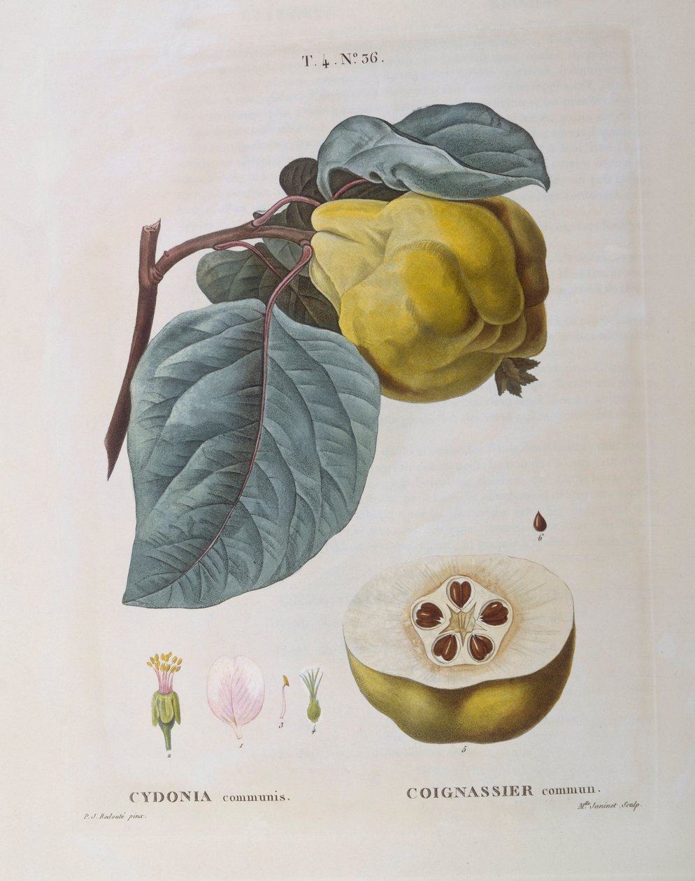 Quince (Cydonia कम्युनिस), हेनरी लुई डुहामेल डु मोंसेउ, वानस्पतिक प्लेट द्वारा पियरे जोसेफ रेडौटे द्वारा पियरे जोसेफ रेडाउट
