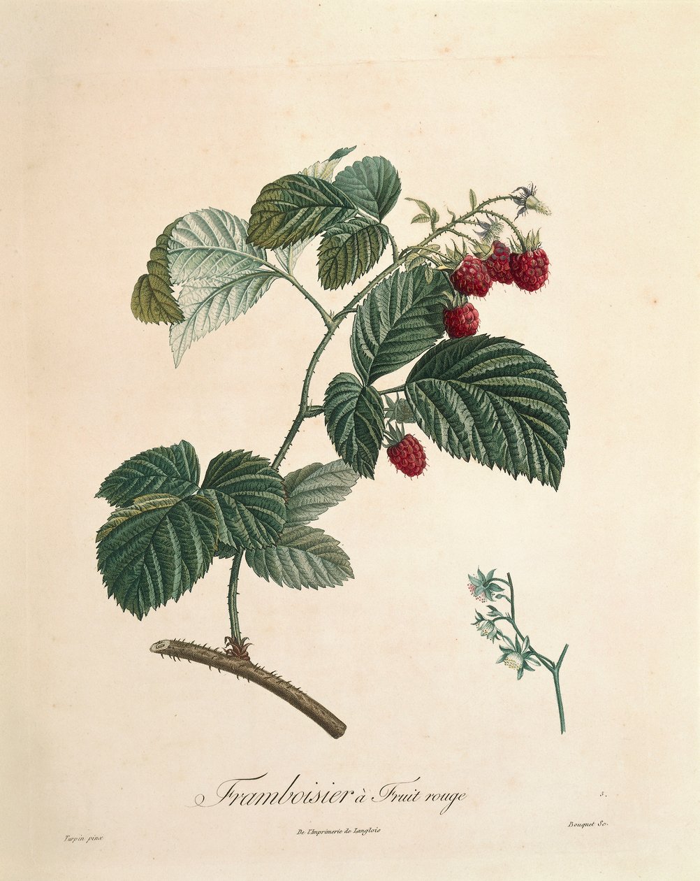 पियरे जोसेफ रेडआउट द्वारा रास्पबेरी (1759-1840) द्वारा पियरे जोसेफ रेडाउट