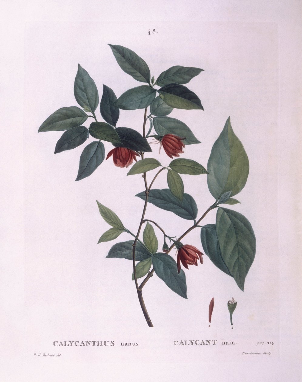 Sweetshrub (Calycanthus nanus), हेनरी लुई डुहामेल डू मोंसेउ, बॉटनिकल प्लेट द्वारा पियरे जोसेफ रेडौटे द्वारा पियरे जोसेफ रेडाउट