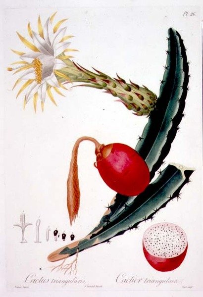 द्वारा पियरे एंटोनी (बाद में) Poiteau