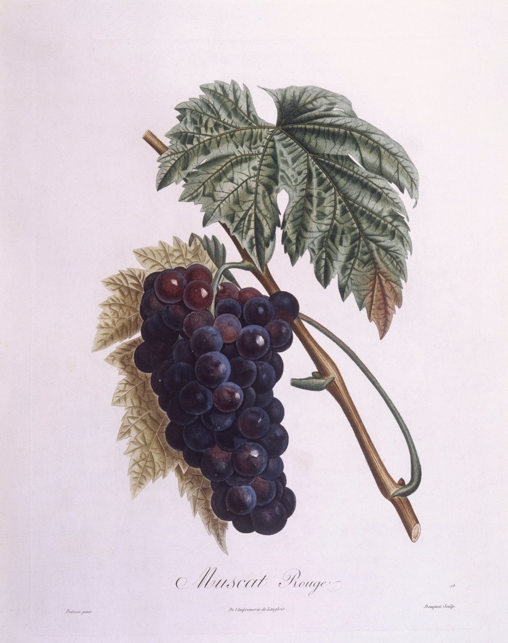 मस्कट अंगूर की बेल (Vitis vinifera), हेनरी लुई डुहामेल डू मोंसेउ, वानस्पतिक प्लेट द्वारा पियरे एंटोनी पोएटो द्वारा पियरे एंटोनी (बाद में) Poiteau