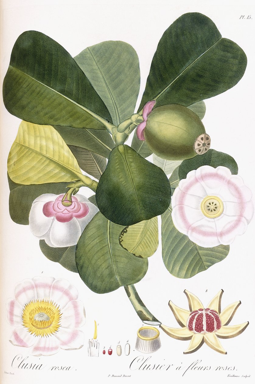 क्लूसिया रसिया, क्लूसियर गुलाबी फूलों के साथ, 1808-1828 द्वारा पियरे एंटोनी पॉइट्यू