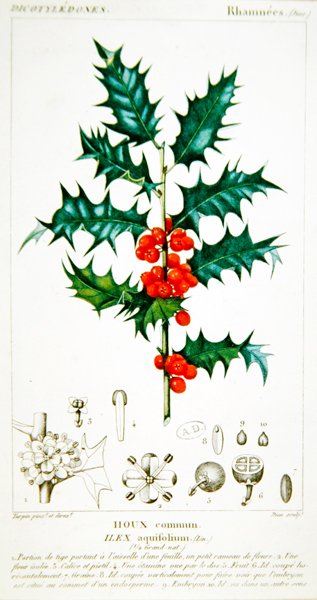 होली (Ilex aquifolium) वानस्पतिक प्लेट, c.1820 (कलर लिथो) द्वारा पियरे जीन फ्रेंकोइस (बाद में) टरपीन