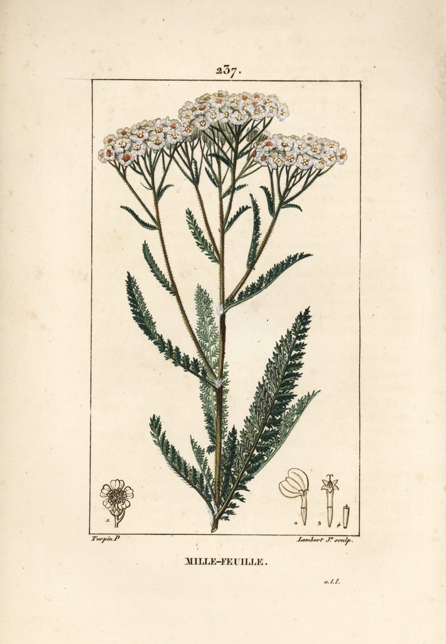 Achillee यारो - यारो, Achillea Millefolium। पियरे जीन-फ्रेंकोइस टर्पिन द्वारा चौमेटन, पोएरेट और चेम्बरेट के "" ला फ्लोर मेडिकल, "" पेरिस, पैनकॉके से एक ड्राइंग से लैम्बर्ट जूनियर द्वारा उत्कीर्ण हाथ से रंगा हुआ स्टिपल कॉपरप्लेट द्वारा पियरे जीन फ्रांकोइस टरपीन