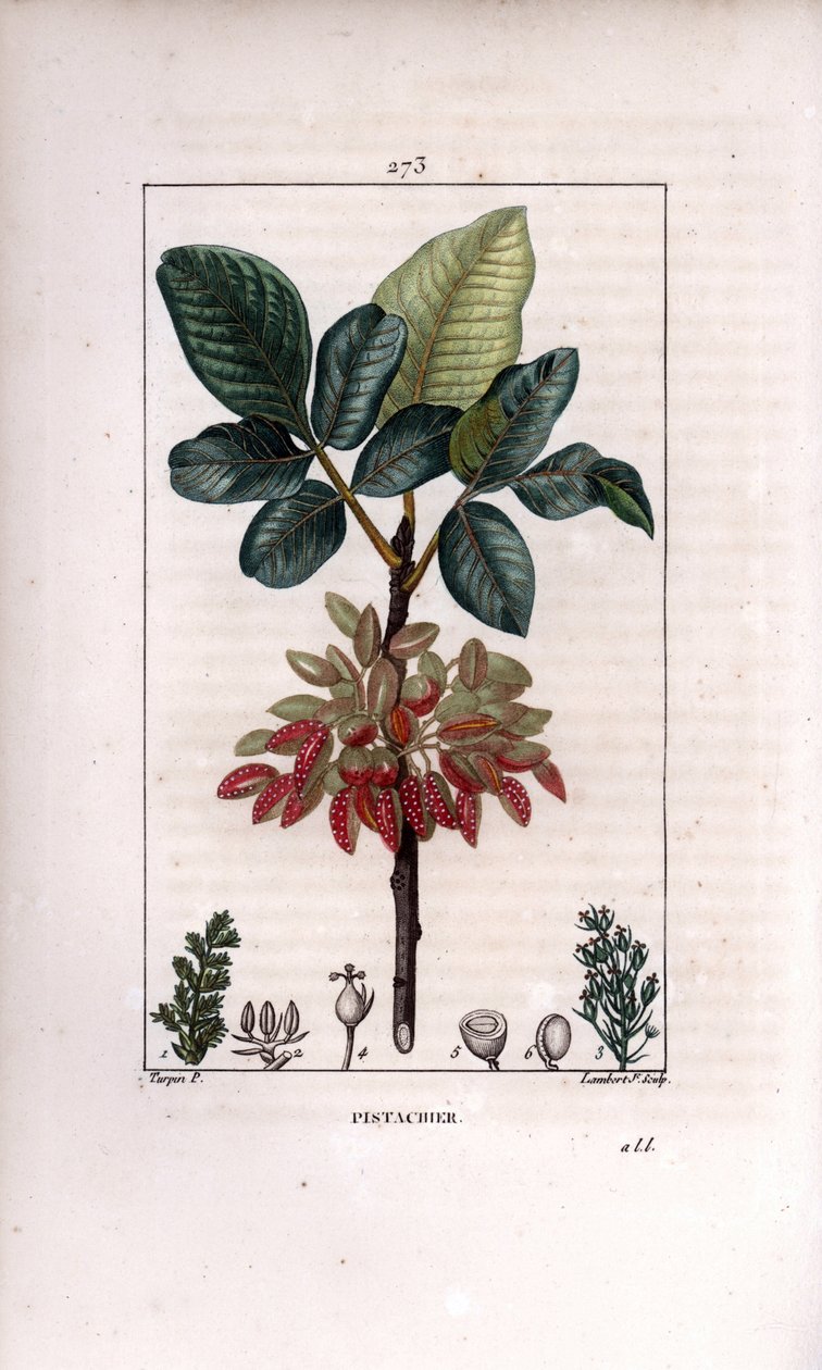 वनस्पति विज्ञान: "" पिस्ता, शाखा और फल (पिस्ता अखरोट का पेड़, पिस्ता वेरा, शाखा, पत्तियों, पके फलों के साथ। लैम्बर्ट जूनियर द्वारा चाउमेटन से पियरे जीन-फ्रेंकोइस टर्पिन द्वारा एक ड्राइंग से हाथ से रंगा हुआ स्टिपल कॉपरप्लेट उत्कीर्णन, पोइरेट एट चे द्वारा पियरे जीन फ्रांकोइस टरपीन