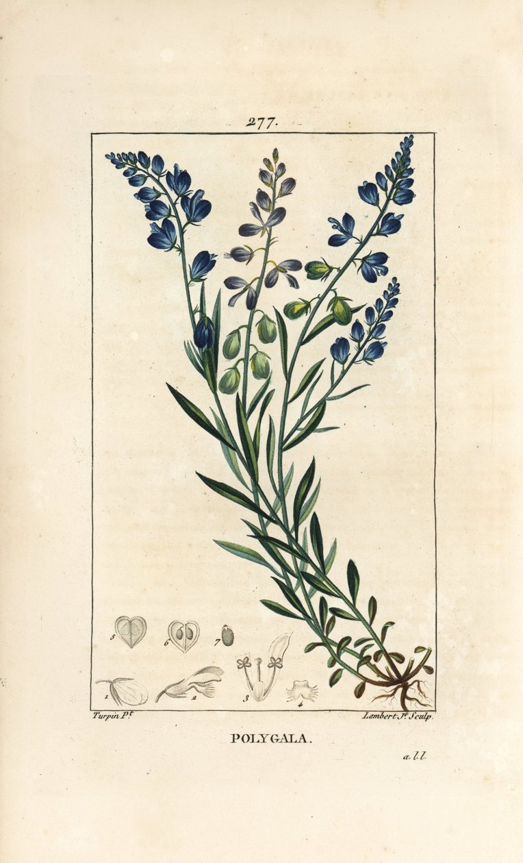 सामान्य मिल्कवॉर्ट - मिल्कवॉर्ट, पॉलीगला वल्गरिस, फूल, पत्ती, डंठल और जड़ के साथ। चाउमेटन, पोइरेट और चेम्बरेट के "" ला फ्लोर मेडिकल, "" परी से पियरे जीन-फ्रेंकोइस टर्पिन द्वारा एक ड्राइंग से लैम्बर्ट जूनियर द्वारा उत्कीर्ण हाथ के रंग का द्वारा पियरे जीन फ्रांकोइस टरपीन