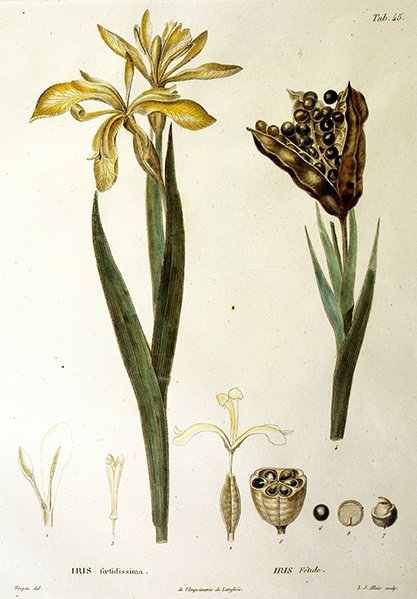 Fetid Iris, LJ Allais द्वारा उकेरा गया (हाथ से रंगा हुआ उत्कीर्णन) द्वारा पियरे जीन फ्रांकोइस टरपीन