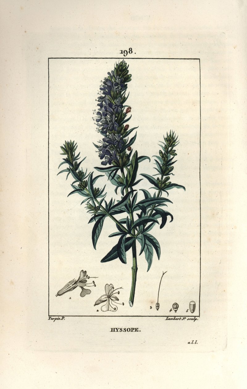 Hyssop officinale या hysssop - Hyssop, Hyssopus officinalis। पियरे जीन-फ्रेंकोइस टर्पिन द्वारा चौमेटन, पोएरेट और चेम्बरेट के "" ला फ्लोर मेडिकल, "" पेरिस, पैनकॉके से एक ड्राइंग से लैम्बर्ट जूनियर द्वारा उत्कीर्ण हाथ से रंगा हुआ स्टिपल क द्वारा पियरे जीन फ्रांकोइस टरपीन