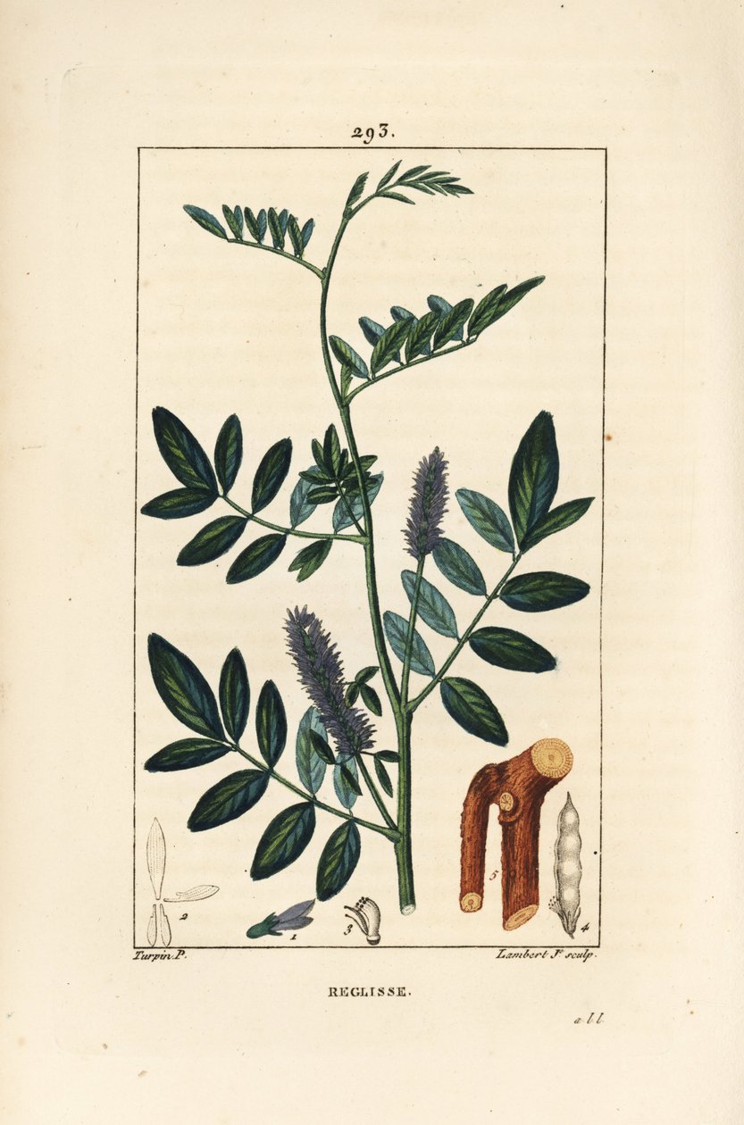 नद्यपान या मुलेठी, ग्लाइसीराइजा ग्लबरा, फूल, पत्ती, छाल, लकड़ी की शाखा और बीज के साथ। चाउमेटन, पोइरेट और चेम्बरेट के "" ला फ्लोर मेडिकल से पियरे जीन-फ्रेंकोइस टर्पिन द्वारा एक ड्राइंग से लैम्बर्ट जूनियर द्वारा उत्कीर्ण हाथ से रंगा हुआ स्टिपल कॉपर द्वारा पियरे जीन फ्रांकोइस टरपीन