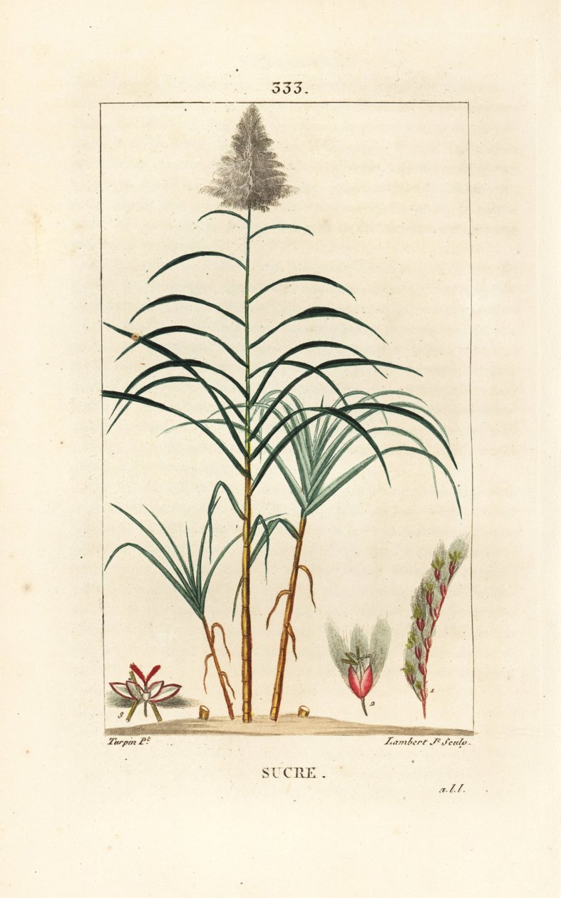 नोबल गन्ना - गन्ना, सैकरम ऑफिसिनारम। पियरे जीन-फ्रेंकोइस टर्पिन द्वारा चौमेटन, पोएरेट और चेम्बरेट के "" ला फ्लोर मेडिकल, "" पेरिस, पैनकॉके से एक ड्राइंग से लैम्बर्ट जूनियर द्वारा उत्कीर्ण हाथ से रंगा हुआ स्टिपल कॉपरप्लेट द्वारा पियरे जीन फ्रांकोइस टरपीन