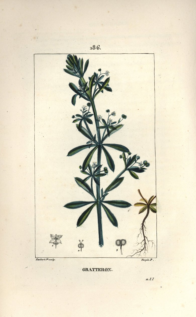 स्क्रैटरन या रिबल, ग्रेटरॉन, जीभ खरोंच, गेल - हंस घास, गैलियम अपराइन। चाउमेटन, पोएरेट और चेम्बरेट के "" ला फ्लोरे मेडिकले, "" से पियरे जीन-फ्रेंकोइस टर्पिन द्वारा एक ड्राइंग से लैम्बर्ट जूनियर द्वारा उत्कीर्ण हाथ के रंग का स्टिपल कॉपरप् द्वारा पियरे जीन फ्रांकोइस टरपीन
