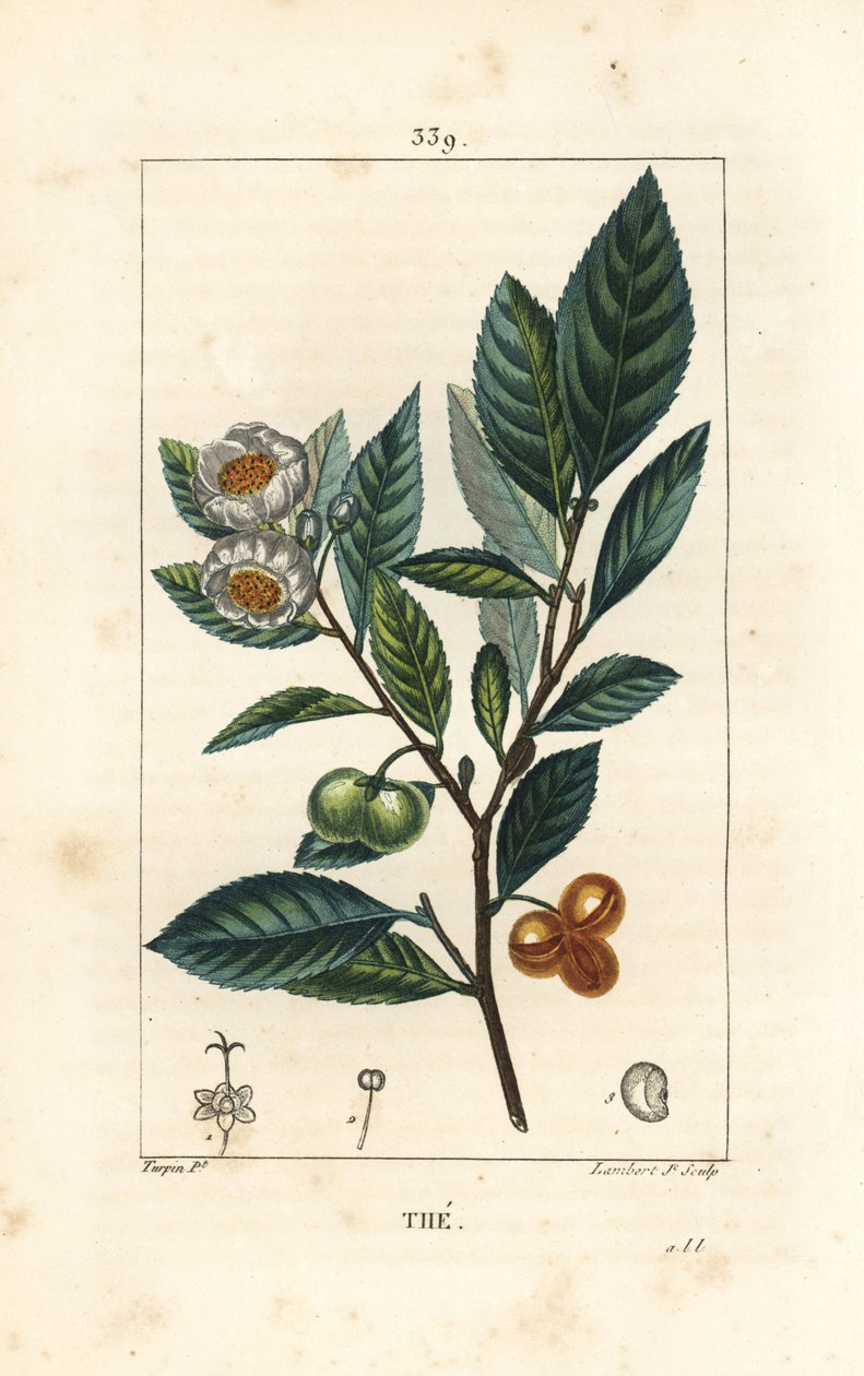 थिअर - चाय, कैमेलिया साइनेंसिस, पत्ती, फल और फूल दिखा रहा है। पियरे जीन-फ्रेंकोइस टर्पिन द्वारा चौमेटन, पोएरेट और चेम्बरेट के "" ला फ्लोर मेडिकल, "" पेरिस, पैनकॉके से एक ड्राइंग से लैम्बर्ट जूनियर द्वारा उत्कीर्ण हाथ के रंग का स्टिपल कॉ द्वारा पियरे जीन फ्रांकोइस टरपीन