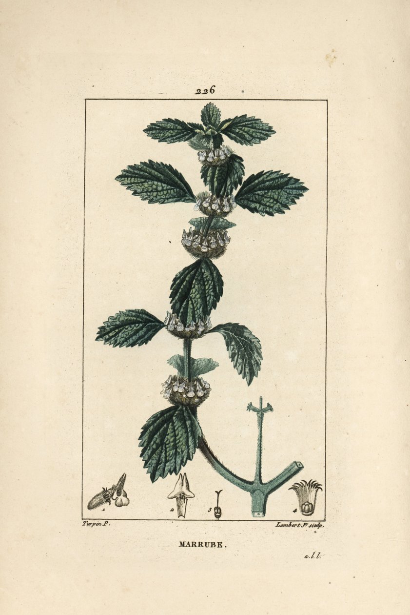 सफेद या आम मरूब - आम होरहाउंड, मार्रुबियम वल्गारे। पियरे जीन-फ्रेंकोइस टर्पिन द्वारा चौमेटन, पोएरेट और चेम्बरेट के "" ला फ्लोर मेडिकल, "" पेरिस, पैनकॉके से एक ड्राइंग से लैम्बर्ट जूनियर द्वारा उत्कीर्ण हाथ से रंगा हुआ स्टिपल कॉपरप्लेट द्वारा पियरे जीन फ्रांकोइस टरपीन