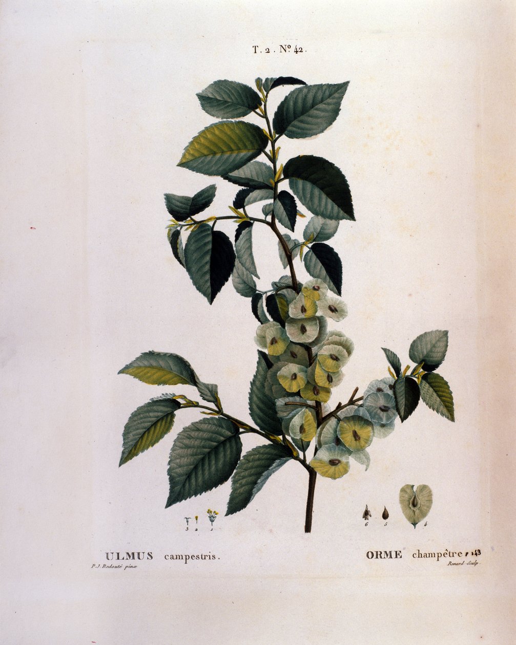 वनस्पति विज्ञान: एल्म शाखा। "" नोव्यू डुहामेल डू मोंसेउ या ट्रीट्स ट्रीट्स ट्रीट्स ट्रीज़ एंड श्रुब्स इन कल्चर इन फ्रान्स"" से ली गई प्लेट पियरे जोसेफ रेडौटे (१७५९-१८४०) १८१९ द्वारा वाटरकलर द्वारा पियरे जोसेफ (बाद) रेडआउट